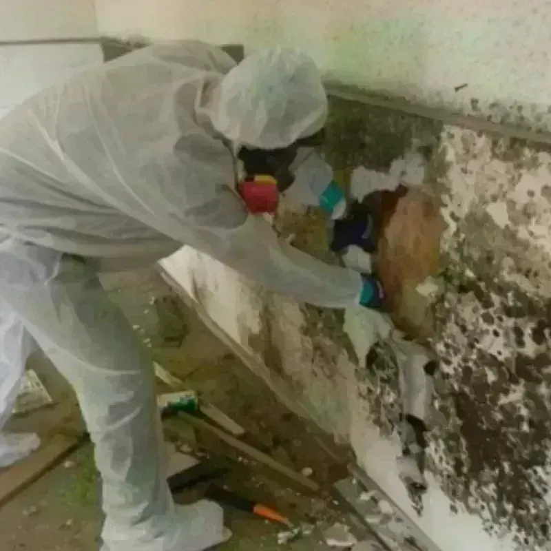 Mold Remediation and Removal in Santa Cruz County, AZ